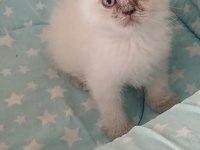 British shorthair yavrularımız yeni yuva arıyor