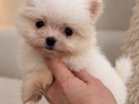 MİNİCİK POMERANİAN BOO