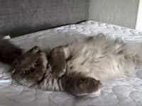 4 AYLIK YAVRU KEDİLER