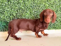 Choco Tan Ve Black Tan Dachshund Yavrular