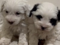 Son erkek yavru maltipoo