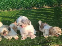 2 dişi ve 1 erkek takım shih tzu