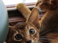 SAFKAN EBEVEYNLERDEN HER RENK HABEŞ KEDİSİ YAVRULAR