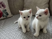 Safkan british longhair ve shorthair yavrular