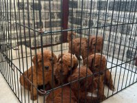 DUNYA TATLISI POODLE MINIKLERIMIZ