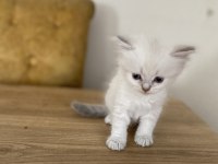 British shorthair minnoşlar sahibini bekliyor