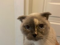 Scottish fold acil yeni yuvasını arıyor