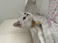 Safkan silver yakışıklı british shorthair oğlum