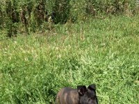 A kalite arayana full aşılı erkek malinois yavru