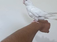 Sultan Papağanı Bebekler Yeni Sahibini bekliyor