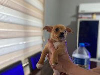 Sahiplendirme chihuahua yavrular