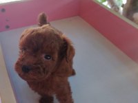Tuvalet eğitimli erkek toy poodle yavrular