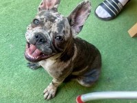 5 aylık dişi Merlin French Bulldog