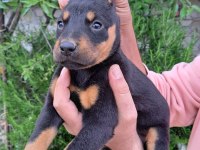 A kalite doberman yavrular