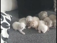 15 günlük scottish fold kediler