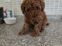 Poodle yavrularımız maşallah alırız