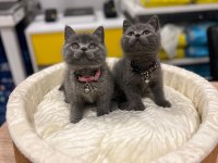 Safkan british shorthair bebekler
