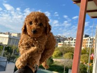 Toy poodle yavrular