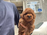 Muhteşem Toy Poodle yavrular