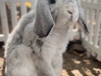 Damızlık 2 takım mini lop tavşan