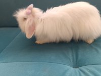 Angora tavşanı