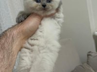British Shorthair Blue point