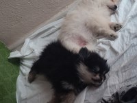Gerçek prens ve prenses pomeranian