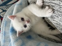 İki aylık scottish fold bebişler sahiplendirilecektir