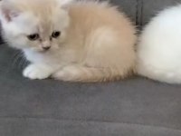 55 günlük yavru british shorthair kedicik