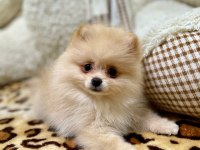 2 aylık pomeranian yavrularım