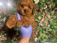 Efsaneler geldi poodle
