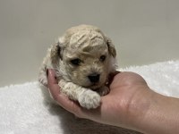 Beyaz renk erkek tam toy poodle yavru