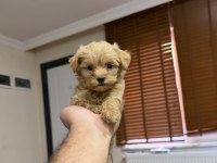 Micro teacup özel yavru