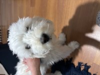 Ücretsiz tatlılar tatlısı maltipoo