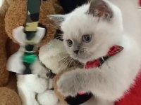 Dünya Tatlısı Scottish Fold Ve British Yavrularım