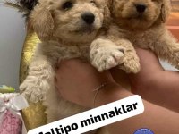 Maltipoo Miniklerim