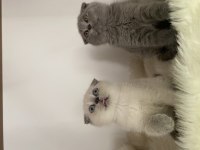 Özel ayı surat yavrularım safkan orjinal scottish fold