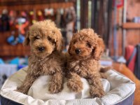 Dev kampanya minik bedenler toy Poodle