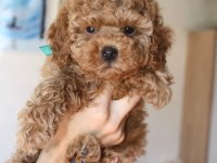 Red Brown Toy Poodle Yavrularım