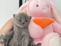 SAFKAN BRITISH LONGHAİR KEDİMİZ