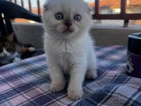 Şeker gibi scottish fold yavrumuz