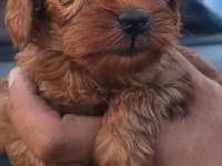 White terrier bebekler tatlımı tatlı