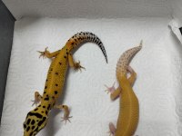 Yavru leopar gecko