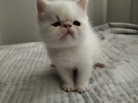Exotic Shorthair 2 Aylık Erkek