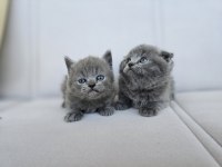Gri scottish fold dişi yavru
