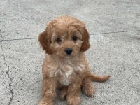 Renk Renk Maltipoo Bebekler