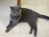 Scottish Fold sahiplendirilecektir