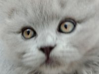 Scottish longhair british longhair yavrularim