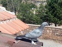 Taklacı oyun kuşu