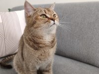 British shorthair ücretsiz sahiplendirme